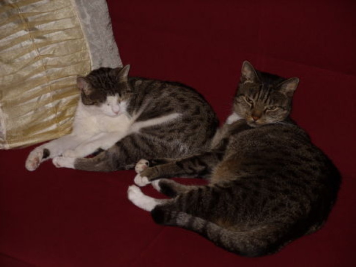 Picture of a cat / kitten / feline