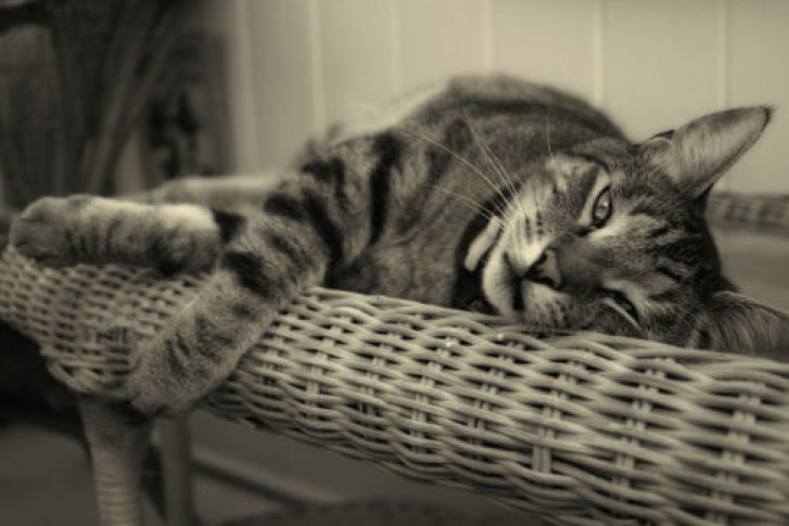 Picture of a cat / kitten / feline