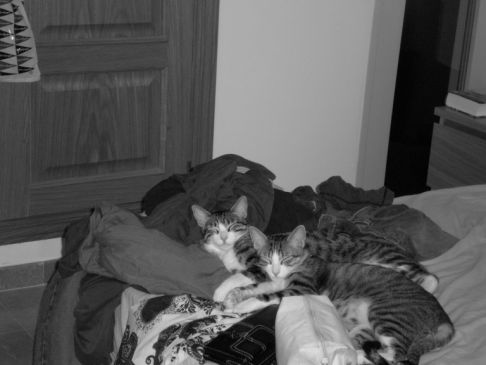 Picture of a cat / kitten / feline