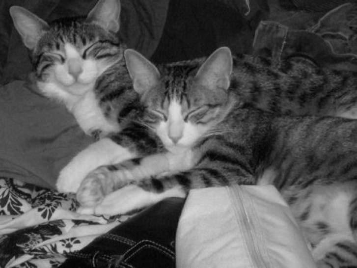 Picture of a cat / kitten / feline