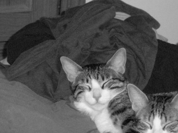 Picture of a cat / kitten / feline