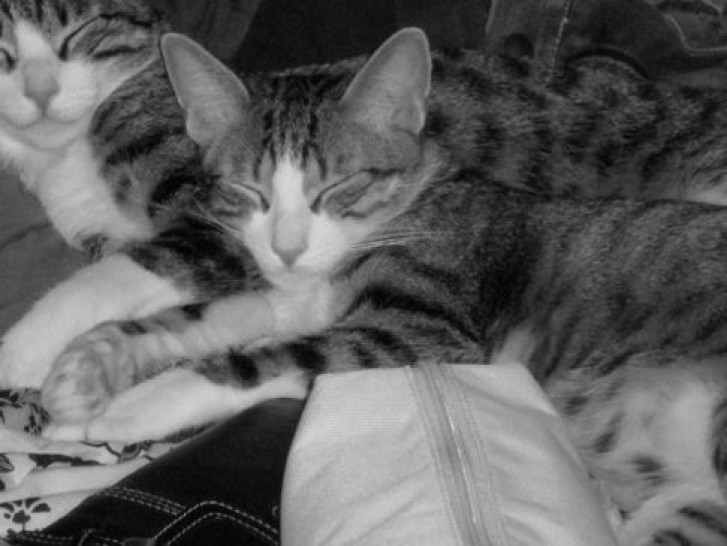 Picture of a cat / kitten / feline