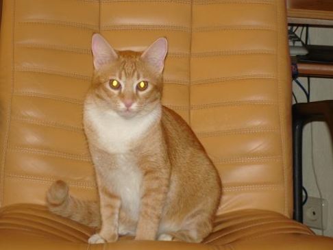 Picture of a cat / kitten / feline