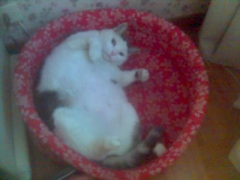 Picture of a cat / kitten / feline