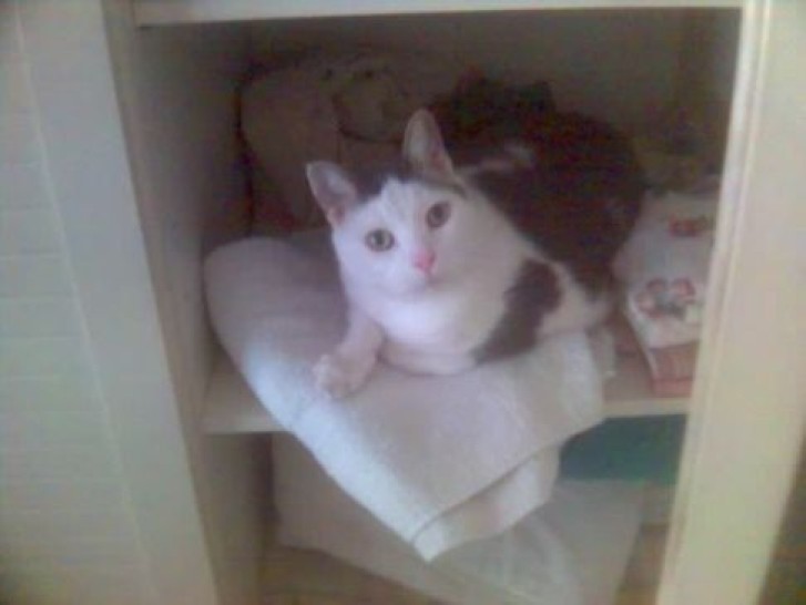 Picture of a cat / kitten / feline