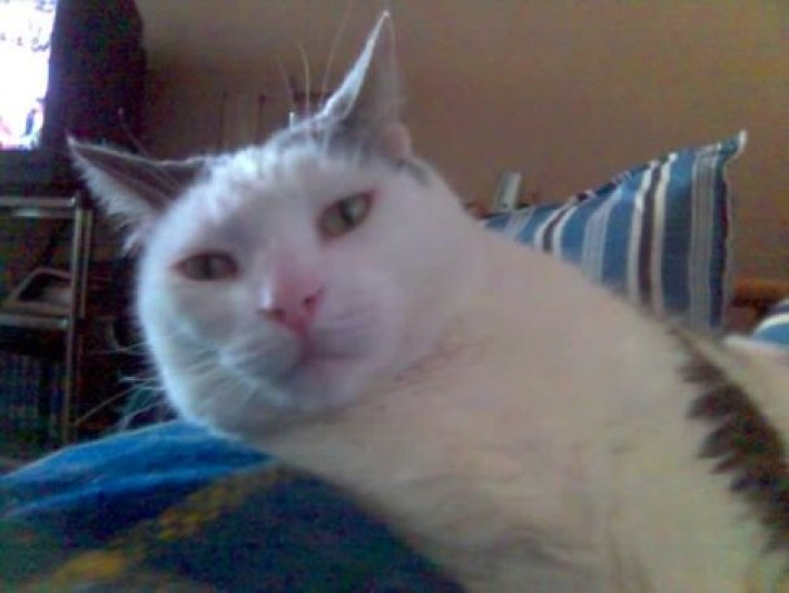 Picture of a cat / kitten / feline