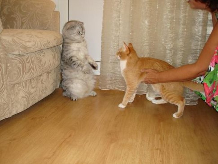 Picture of a cat / kitten / feline