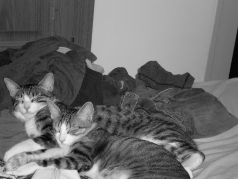 Picture of a cat / kitten / feline