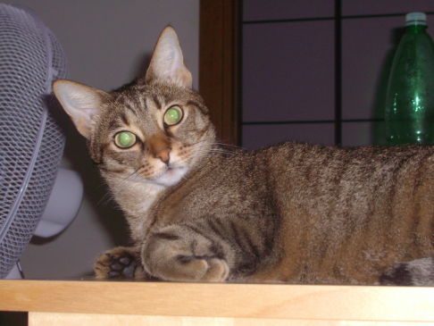 Picture of a cat / kitten / feline