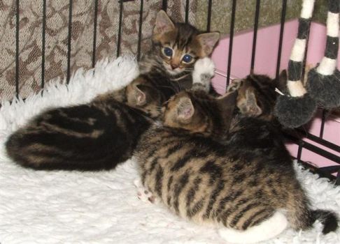 Picture of a cat / kitten / feline