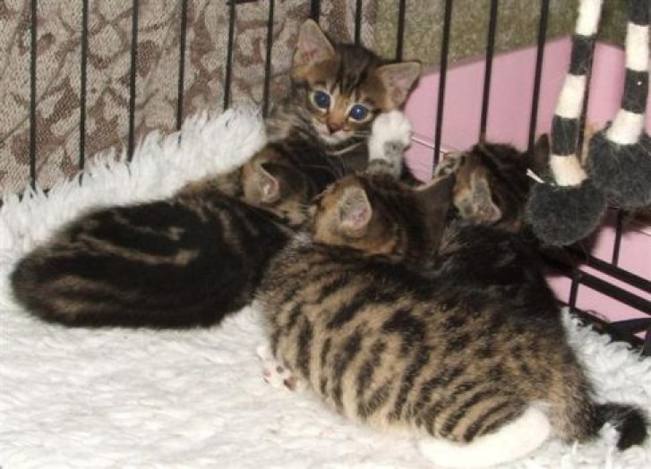 Picture of a cat / kitten / feline