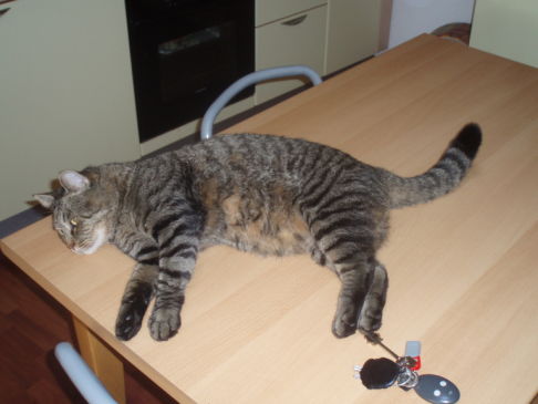 Picture of a cat / kitten / feline