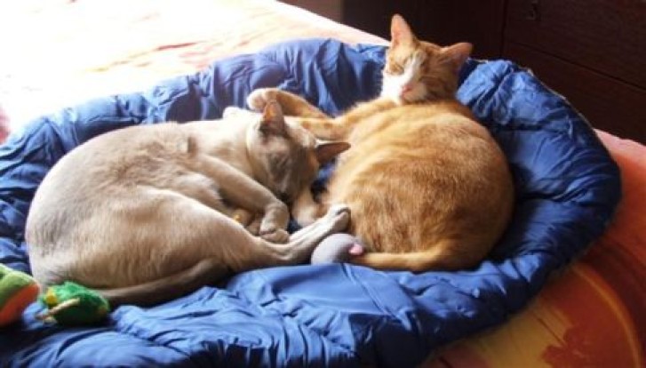 Picture of a cat / kitten / feline