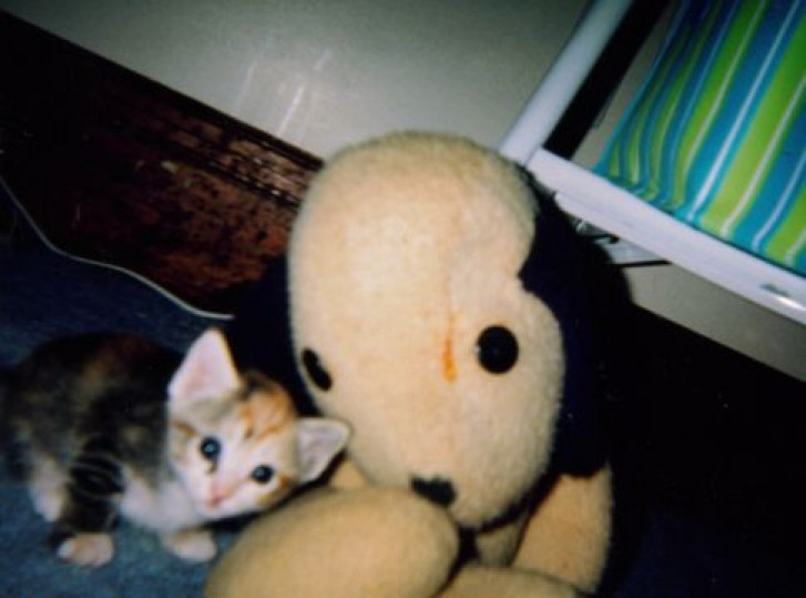 Picture of a cat / kitten / feline