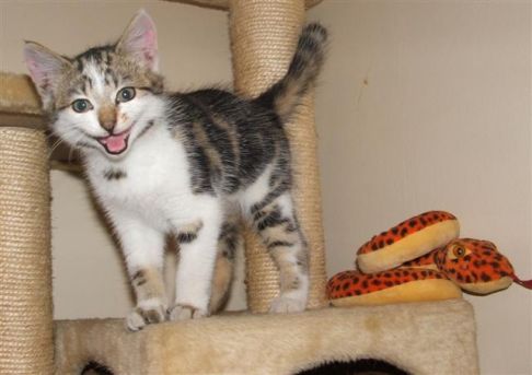 Picture of a cat / kitten / feline