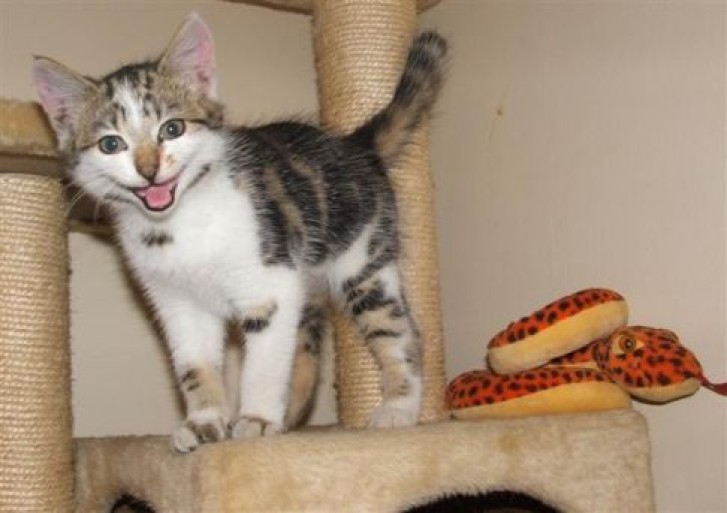 Picture of a cat / kitten / feline