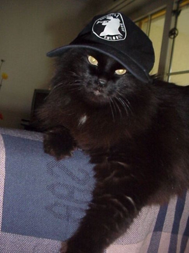 Picture of a cat / kitten / feline