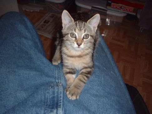 Picture of a cat / kitten / feline