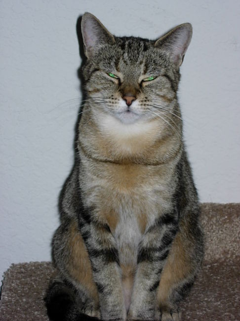 Picture of a cat / kitten / feline