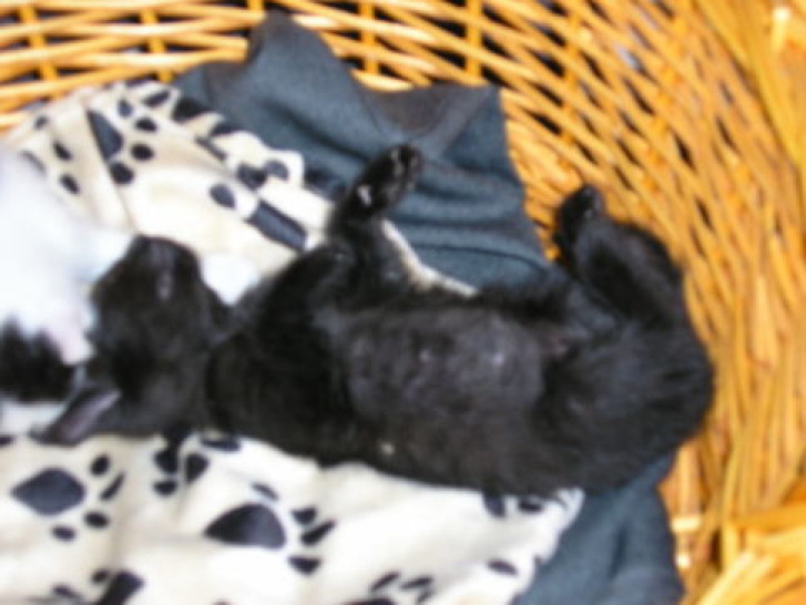 Picture of a cat / kitten / feline