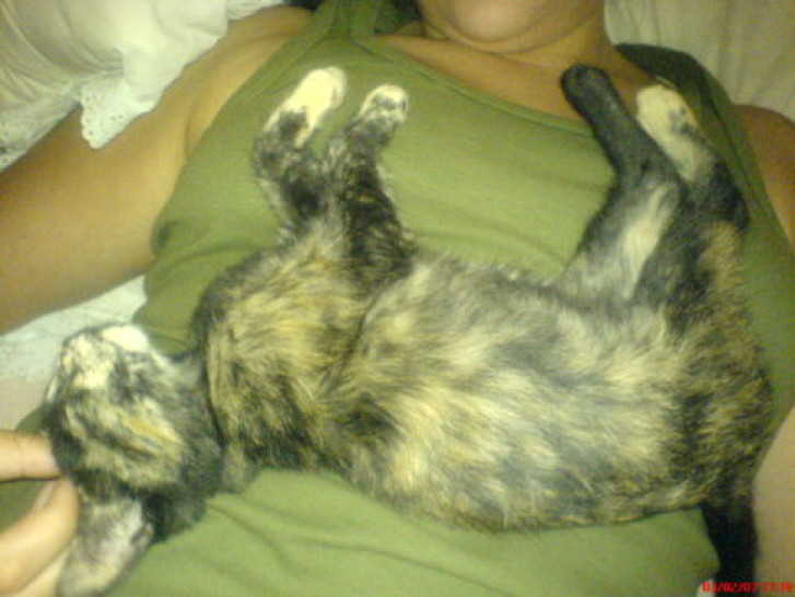 Picture of a cat / kitten / feline