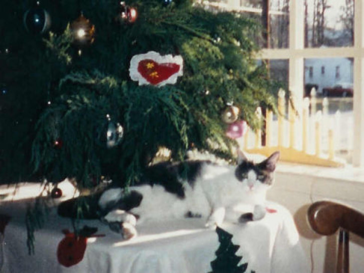 Picture of a cat / kitten / feline