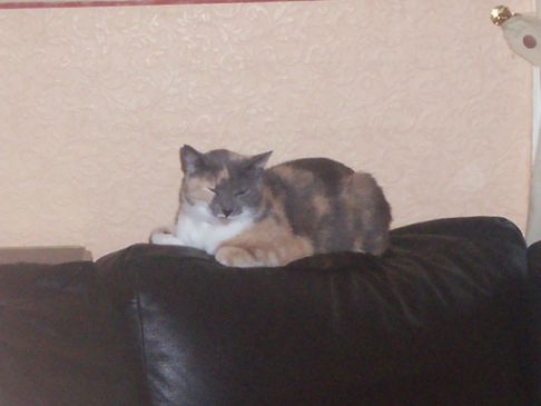 Picture of a cat / kitten / feline