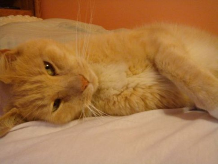 Picture of a cat / kitten / feline