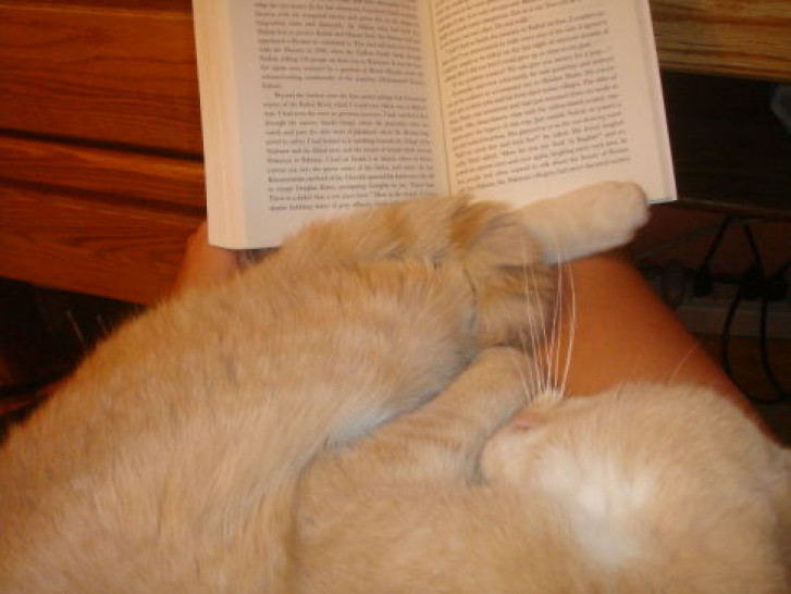 Picture of a cat / kitten / feline