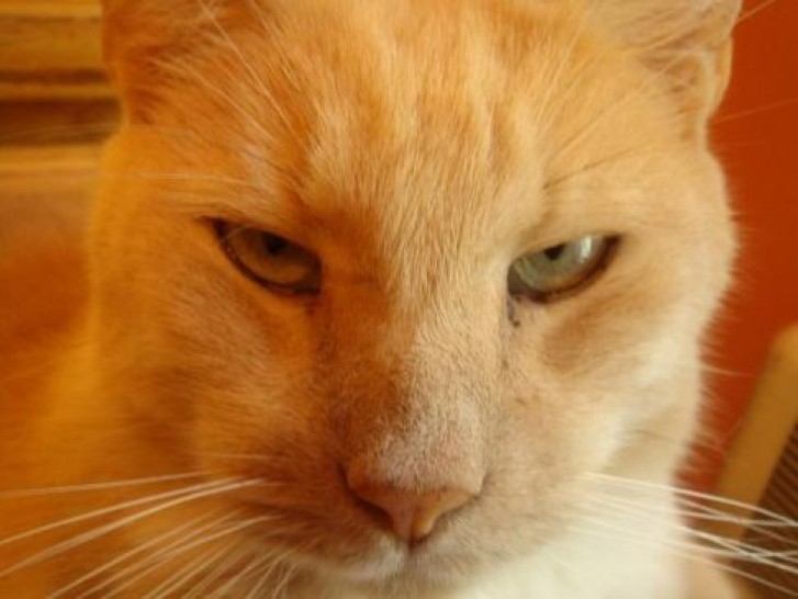 Picture of a cat / kitten / feline