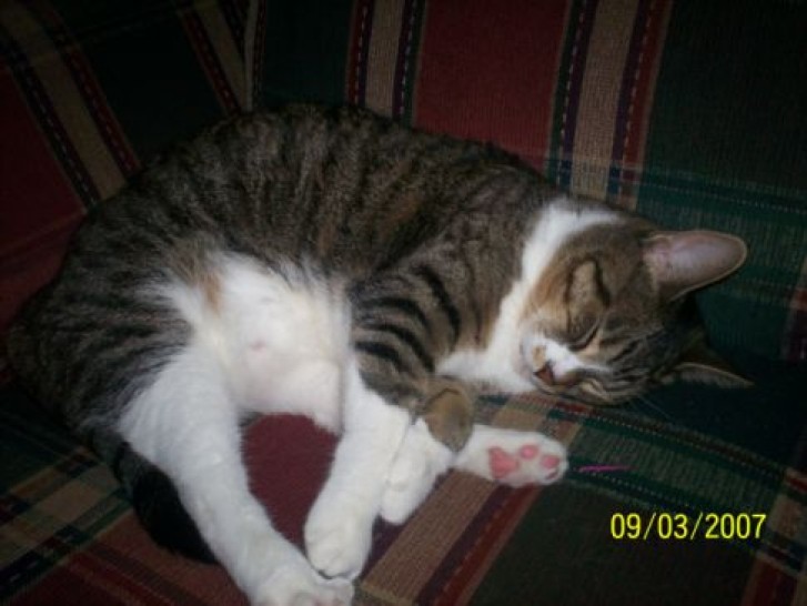 Picture of a cat / kitten / feline