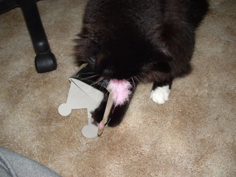 Picture of a cat / kitten / feline