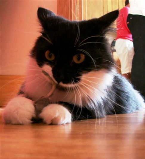 Picture of a cat / kitten / feline