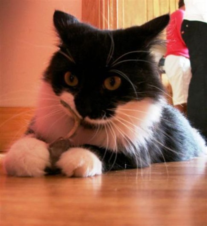 Picture of a cat / kitten / feline