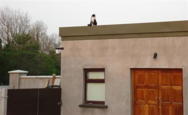 Picture of a cat / kitten / feline