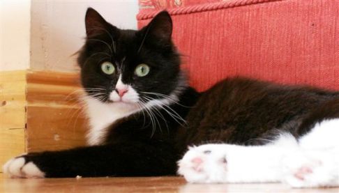 Picture of a cat / kitten / feline