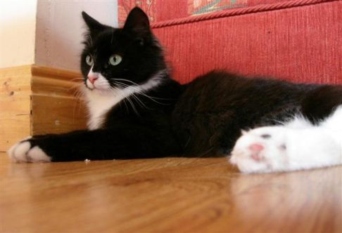 Picture of a cat / kitten / feline