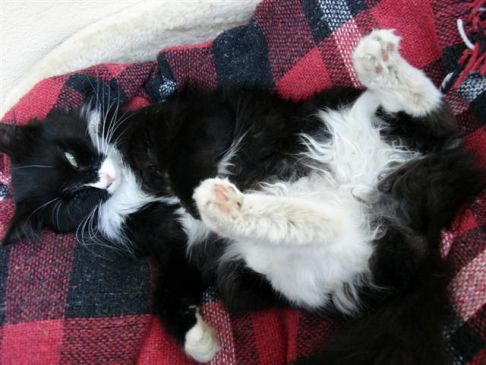 Picture of a cat / kitten / feline