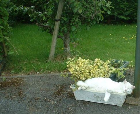 Picture of a cat / kitten / feline