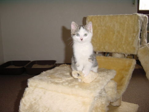 Picture of a cat / kitten / feline