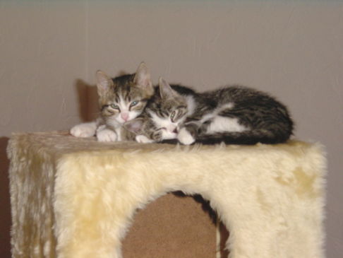 Picture of a cat / kitten / feline