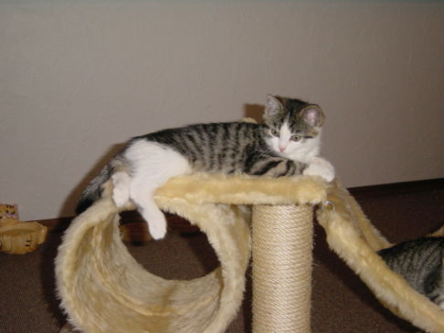 Picture of a cat / kitten / feline