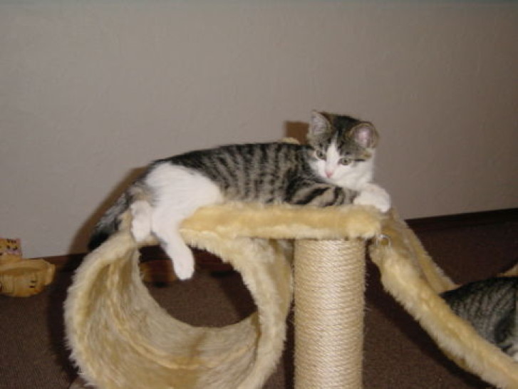 Picture of a cat / kitten / feline