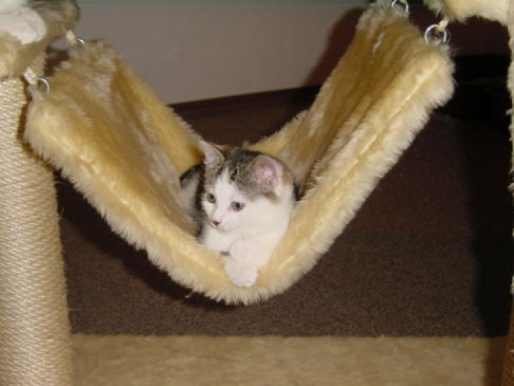 Picture of a cat / kitten / feline