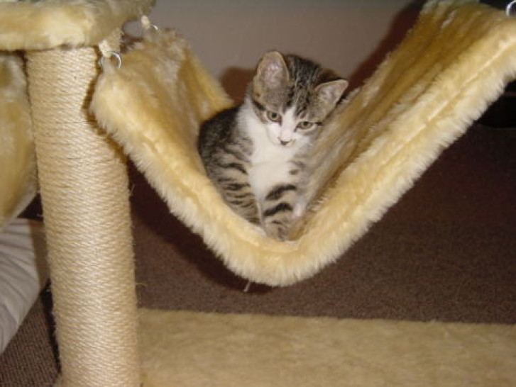 Picture of a cat / kitten / feline