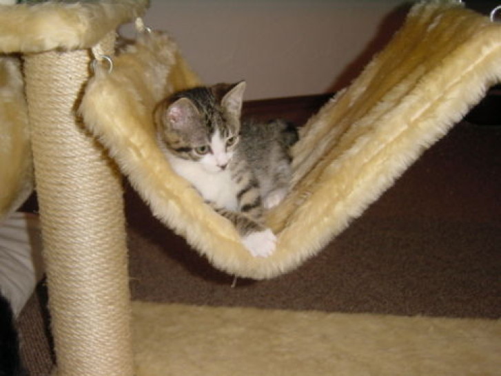 Picture of a cat / kitten / feline