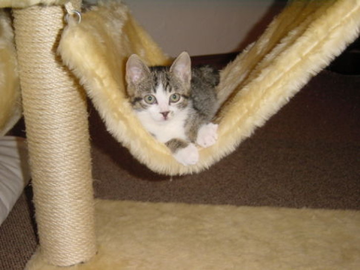 Picture of a cat / kitten / feline