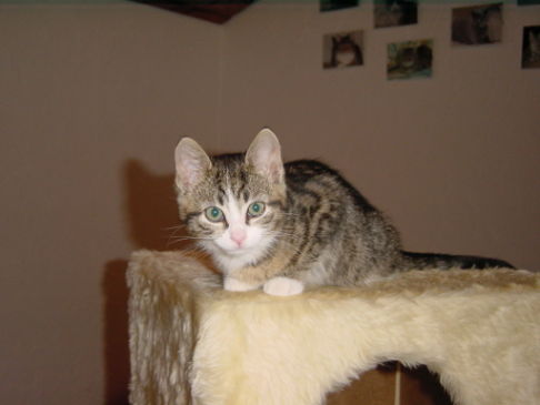 Picture of a cat / kitten / feline