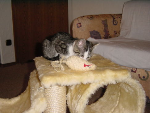 Picture of a cat / kitten / feline