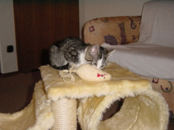 Picture of a cat / kitten / feline